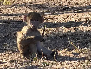Chobe monkey
