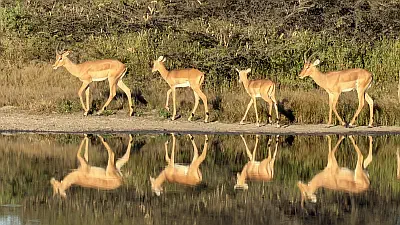 Chobe Impala
