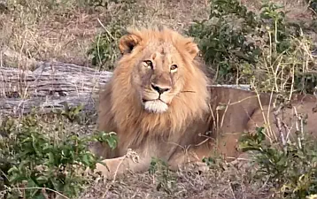 Chobe male lion