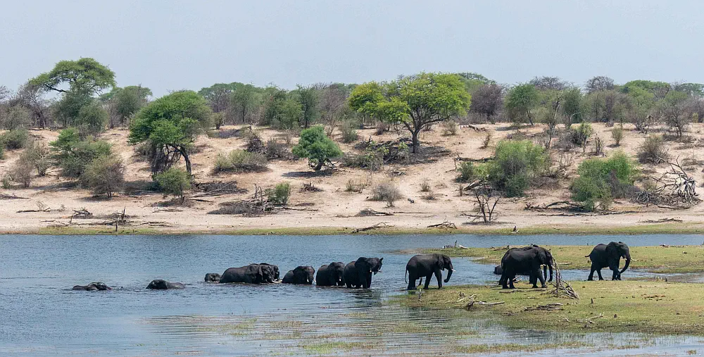 Massive breeding herd of African elephants gathering on the banks of the Chobe River