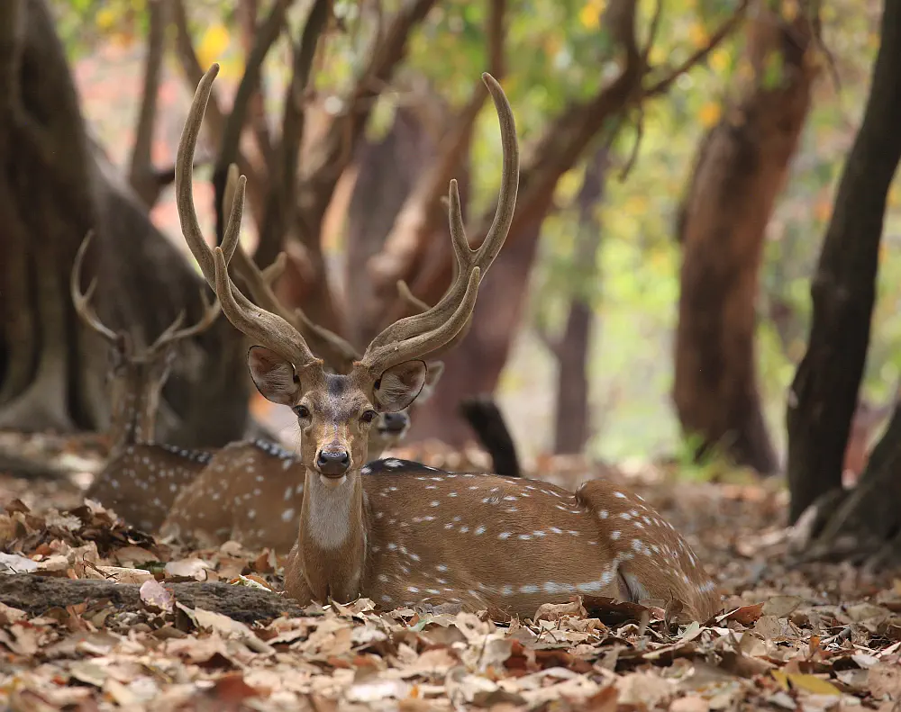 Spotted chital deer standing alert under morning forest canopy light
