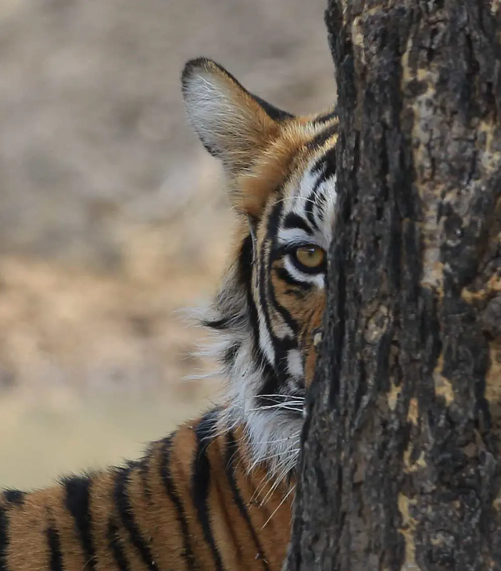 Intense close up portrait of a Royal Bengal Tiger showing predator eye details