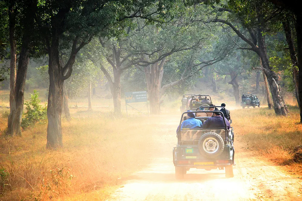 Open top gypsy safari vehicle tracking big game inside Madhya Pradesh national park