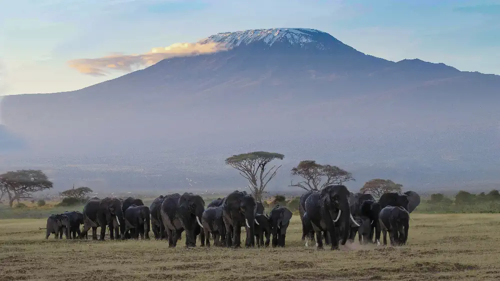 A family of African elephants walking across the Amboseli plains with Mount Kilimanjaro in the background
