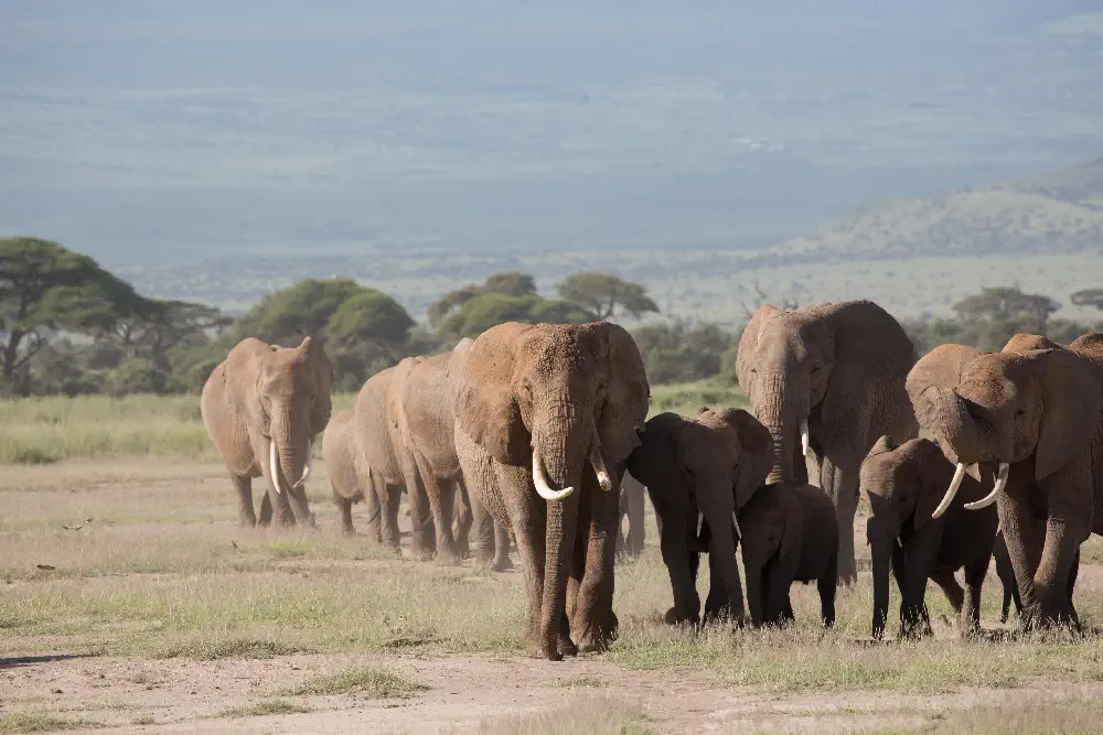 Herd of Elephants