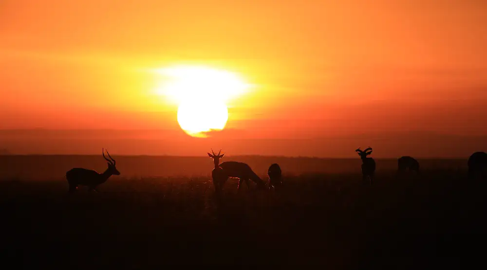 Kenya plains sunset