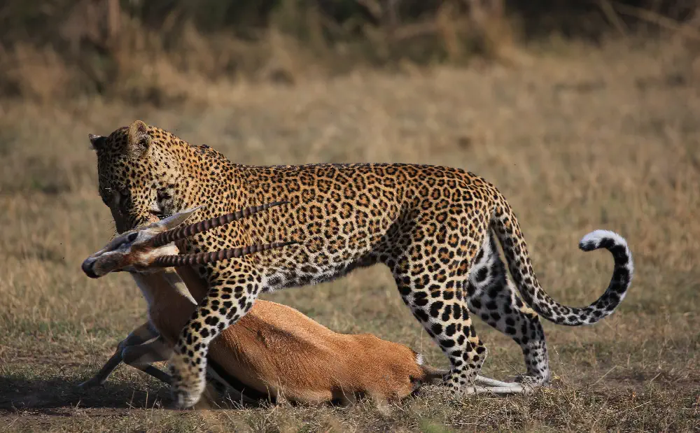 Leopard tracking prey