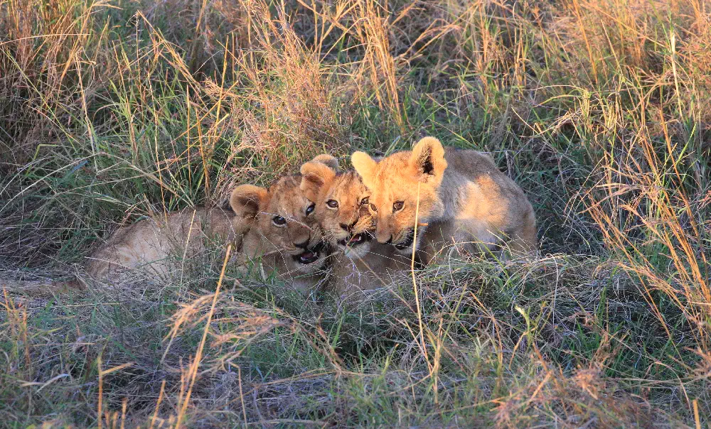 Masai Mara Lion Cubs
