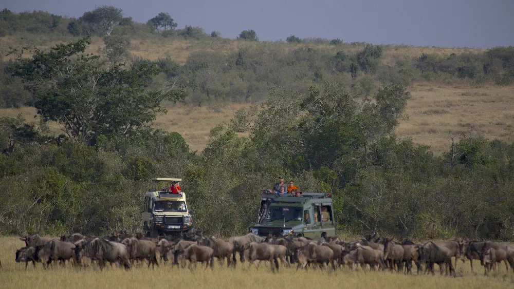 Open 4x4 safari vehicle tracking big game under a lone acacia tree in the Masai Mara savanna plains