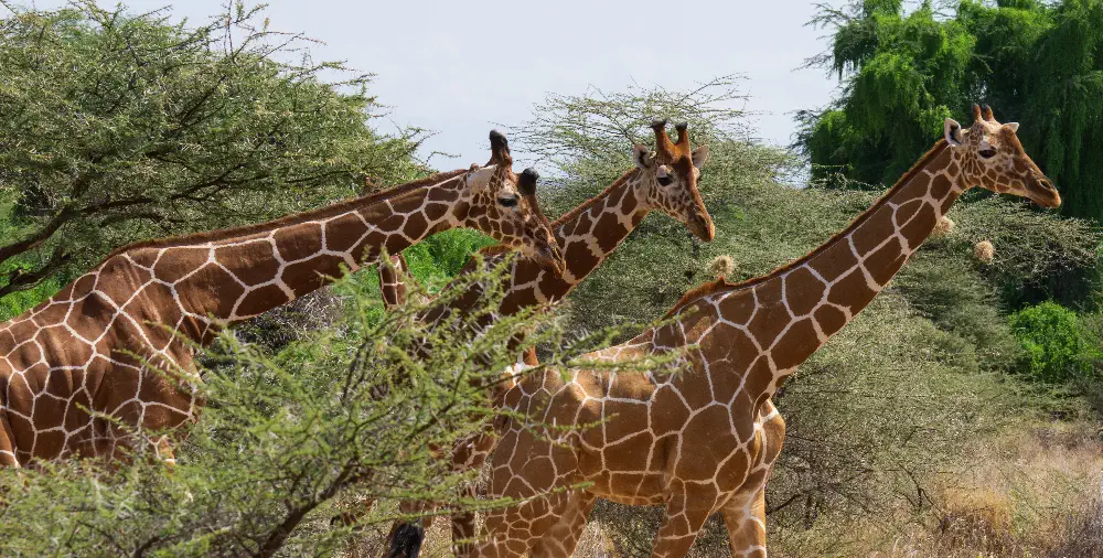 A rare reticulated giraffe grazing among acacia trees in Samburu National Reserve