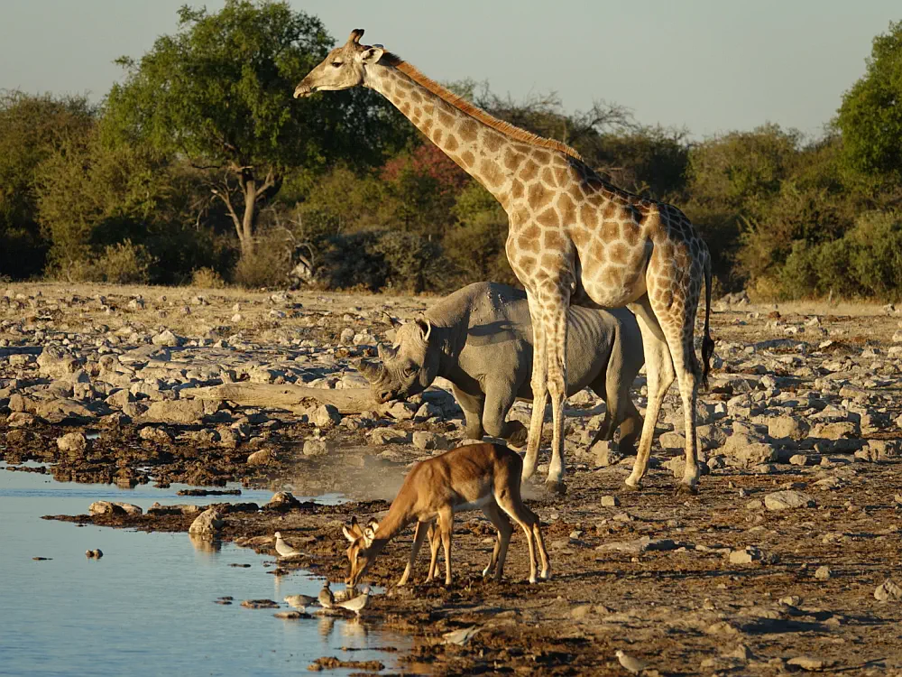 Elephants and zebras gathered around a natural mineral waterhole in Etosha National Park