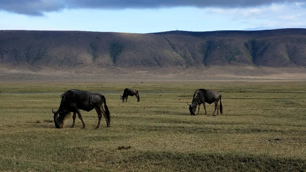 Stunning view looking down into the massive, green volcanic caldera floor of the Ngorongoro Crater