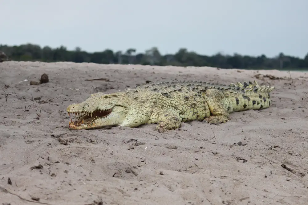 tanzania crocodile