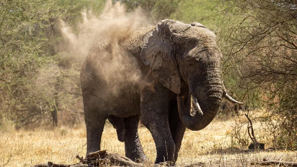 tanzania Elephant dust bath