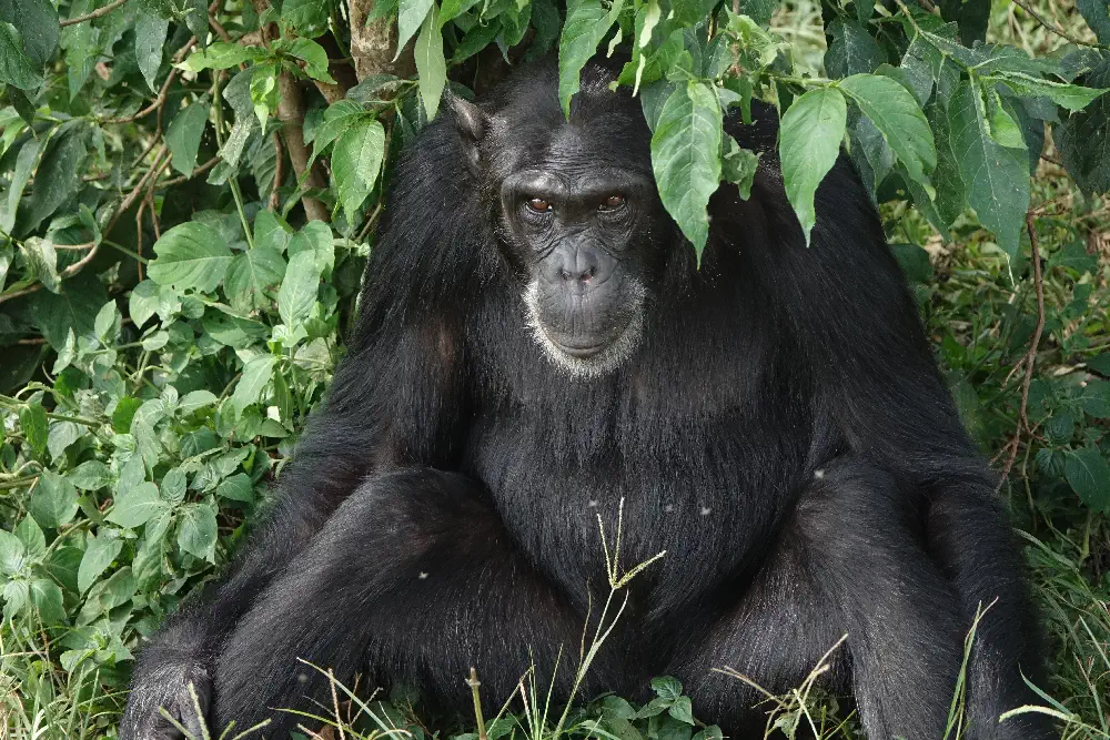 Wild chimpanzee looking out from a mahogany tree branch beneath the high rain forest canopies of Kibale Forest