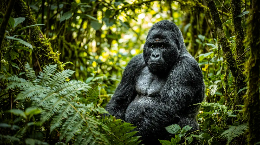Close-up portrait of a magnificent silverback mountain gorilla sitting peacefully inside the dense misty foliage of Bwindi Impenetrable Forest