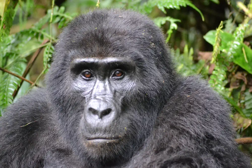 Ugandan Kob tracking